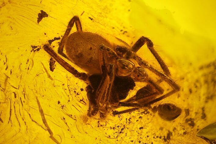 Fossil Fly (Diptera) and a Spider (Araneae) In Baltic Amber #159768